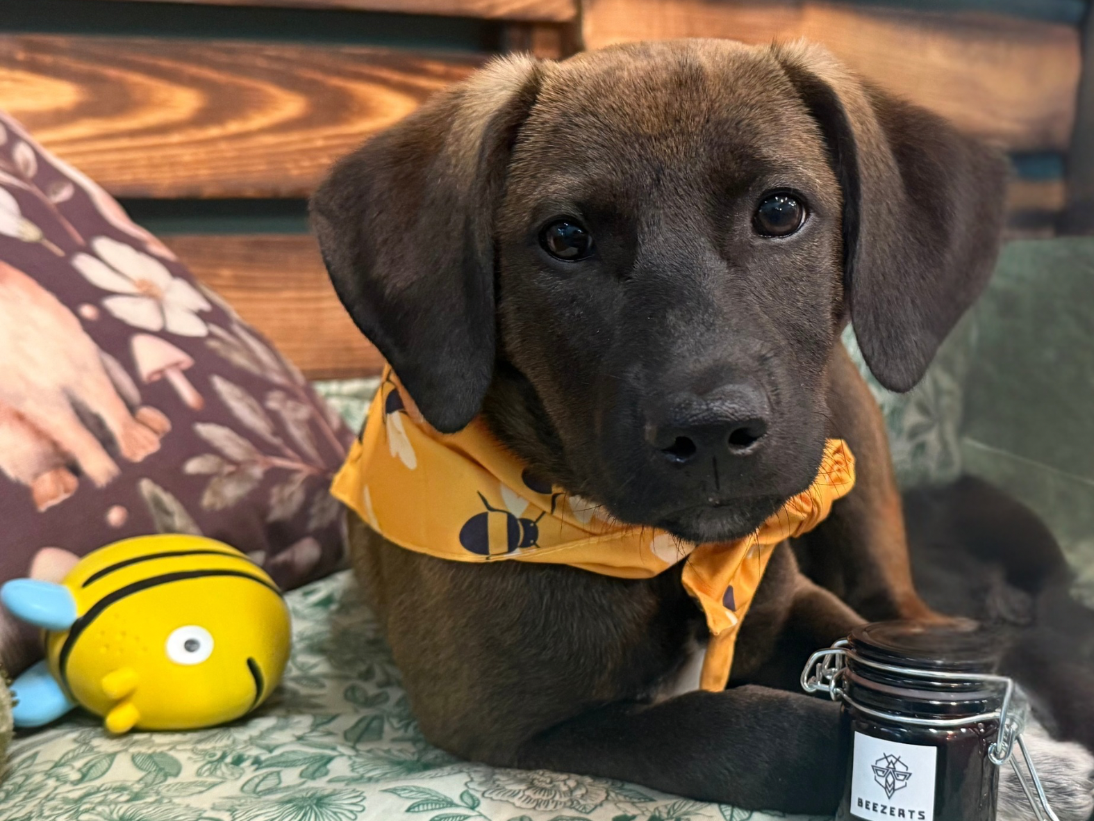 Advanced Manuka Honey Skin & Paw Balm